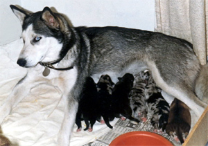 [Sheba and Puppies]