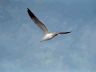 IMG2.18GullBlue.JPG